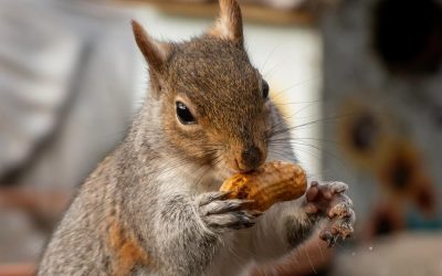 Il caso di Peanut lo scoiattolo e le elezioni americane